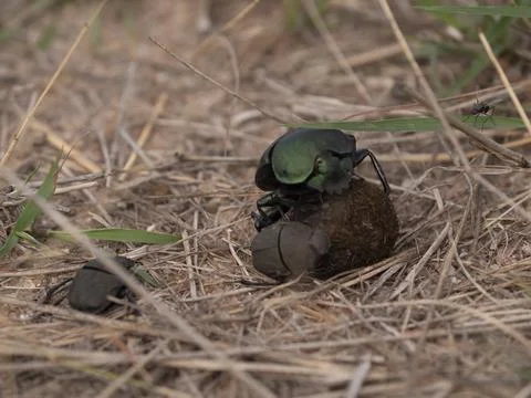 Dung beetles on a ball of dung Stock Photos