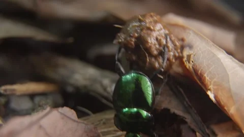 A Dung Beetle's Determined Journey Rolling its Food Through the soil Stock Footage 327692723