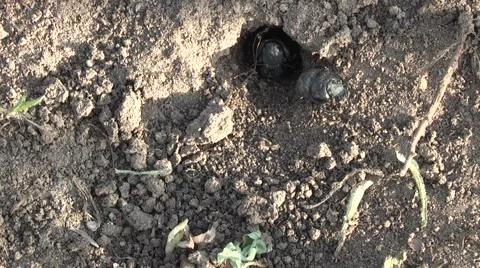Dung beetles divide the territory Stock Footage 4890845