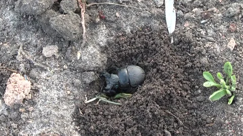 Dung beetles divide the territory Stock Footage 4891850