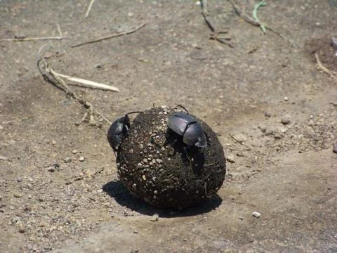 Dung beetles on dung Stock Photos
