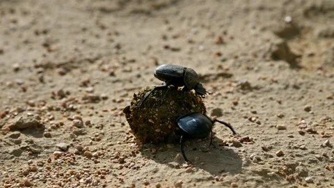 Dung beetles engage in battle over dung ball on sandy ground in slow motion Stock Footage 341356956