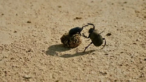 Dung beetles engage in battle over ball of dung on sandy ground Stock Footage 341357530