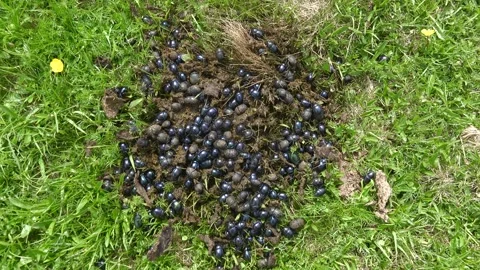 Dung beetles gather on manure in meadow grass - Field Wildlife and Beetle Group Stock Footage 339645646