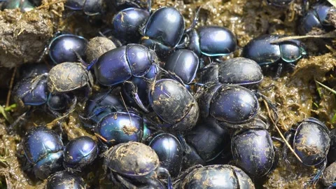 Dung beetles gather on manure in meadow grass - Animal Behavior and Soil Health Stock Footage 339791594