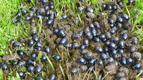 Dung beetles gather on manure in meadow grass - Rural Field and Feeding Insects Stock Footage 339791602
