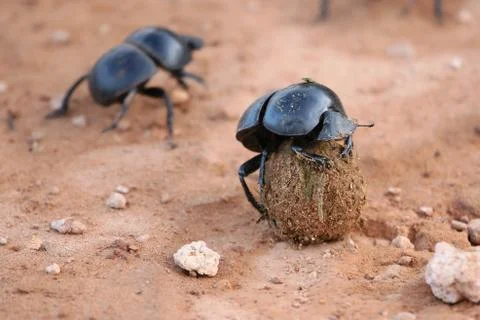 Dung Beetles Stockfoto's