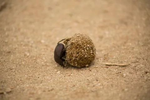 Dung beetles 库存照片