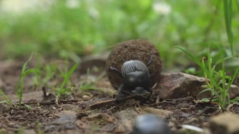 Dung Beetles Rolling Dung Close-Up Stock Footage 341129686