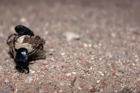 Dung Beetles rolling a nice meal home to their family to feed baby beetles Stock Photos