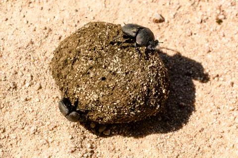 Dung beetles rolling their ball Stock Photos