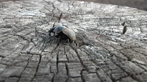 Dung beetles on a tree stump Stock Footage 4886804
