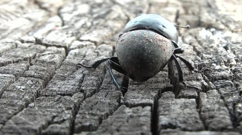 Dung beetles on a tree stump 動画素材 4887926