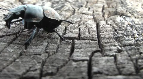 Dung beetles on a tree stump Stock Footage 4888335