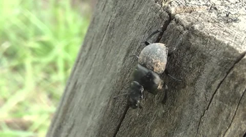 Dung beetles on a tree stump Stock Footage 4888695