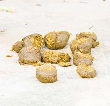 Dung elephant Stock Photos