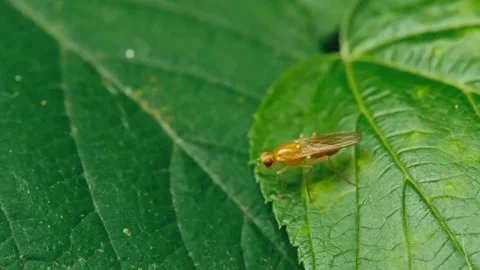 Dung Fly Crawling on Leaf with Camera Tracking – Macro Close Up Stock Footage 336213120