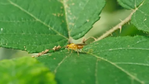 Dung Fly Feeding on Leaf – Macro Insect Close Up Stock Footage 336213679