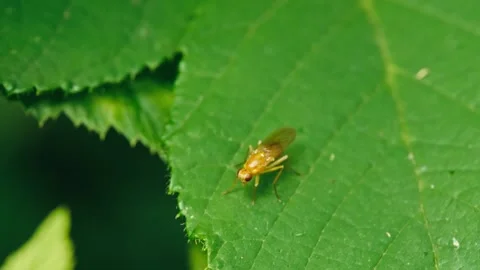 Dung Fly Sitting on Leaf and Taking Off – Macro Nature Close Up Stock Footage 336224280
