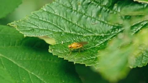 Dung Fly Sitting on Leaf and Flying Away – Macro Insect Close Up Stock Footage 336224617