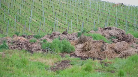 Dung heap in a meadow in front of a vineyard in spring Stock Footage 132281795