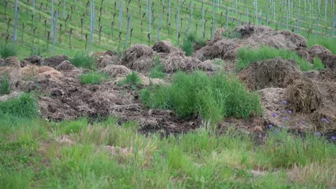 Dung heap in a meadow in front of a vineyard in spring 2 Stock Footage 132281825