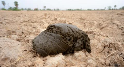 Dung Stock Photos