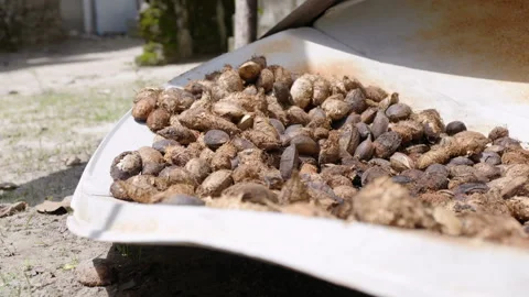 Dung for sustainable heating Stock Footage 167702478