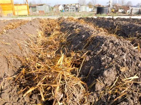 Dung on a vegetable garden bed Stock Photos
