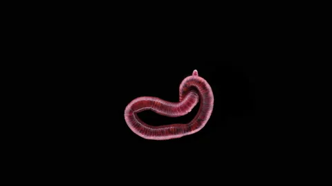 Dung worm Prospector or Eisenia sp., Family Lumbricidae. Stock Footage 154598524