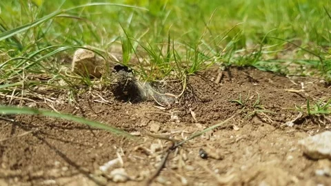 DungBeetle Stock Footage 146034251