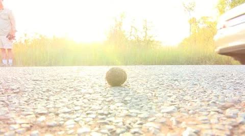 Dungbeetle1 Stock Footage 11069984