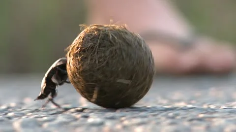 Dungbeetle2 Stock Footage 11069985