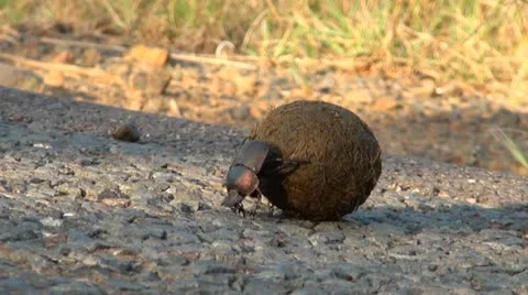 Dungbeetle3 Stock Footage 11070058