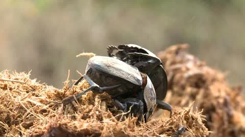 Dungbeetle4 Stock Footage 11070237