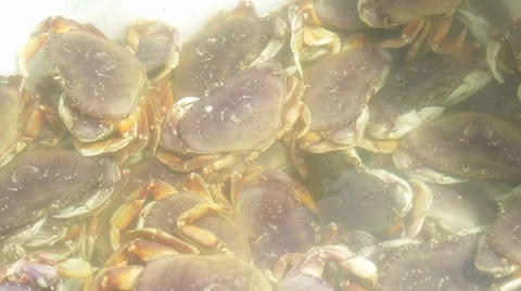 Dungeness Crab in bin with water Stock Footage 40523599