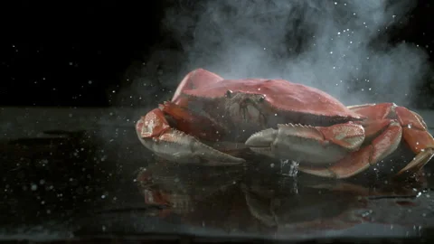 Dungeness Crab falling onto surface in slow motion.  Shot with Phantom Flex 4K Stock Footage 162845034