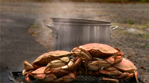 Dungeness crab Stock Footage 475907