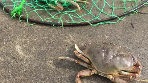 Dungeness Crab Stock Footage 70981855