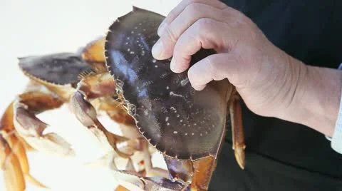 Dungeness crabs Stock Footage 20522961