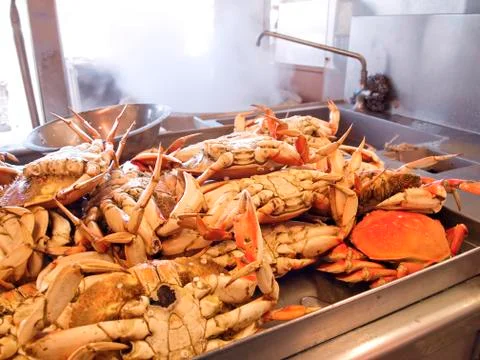 Dungeness crabs in kitchen Foto stock