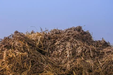 Dunghill Stock Photos