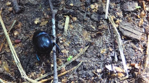 Dunk beetle slowly crawls through the forest. Stock Footage 245540717
