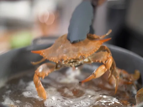 Dunking a red crab into boiling water in slow motion Stock Footage 81689586