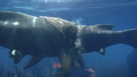 Dunkleosteus eats another in Devonian ocean Видео 244882494