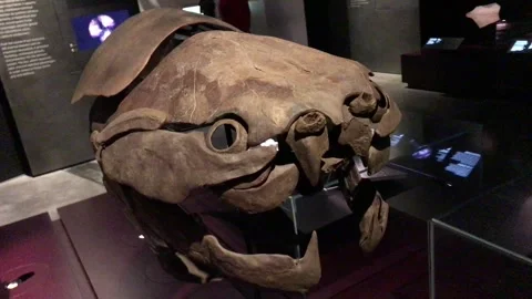 Dunkleosteus placoderm fish skull Stock Footage 255765783