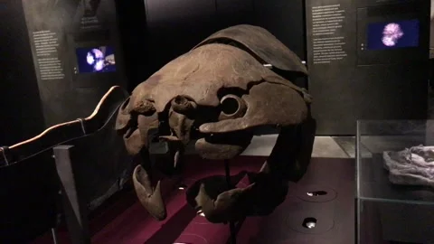 Dunkleosteus skull, armored fish of devonian. Stock Footage 255766562