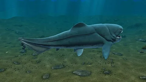 Armoured Placoderm Fish エンセオステウス Placoderm Fish 化石