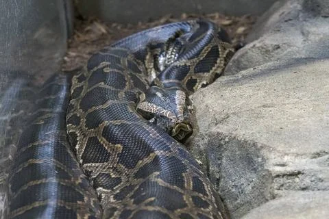 Dunkler Tigerpython, Burmese python, Python molurus bivittatus, am 24.09.2... Foto stock