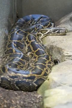 Dunkler Tigerpython, Burmese python, Python molurus bivittatus, Kopf auf S... Photos